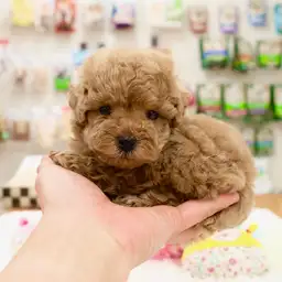 トイ・プードル