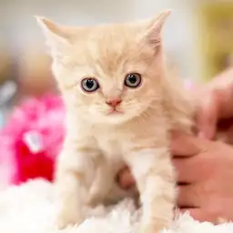 ブリティッシュショートヘア