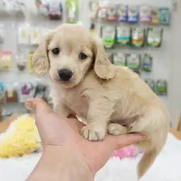 ミニチュア・ダックスフント