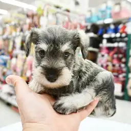 ミニチュア・シュナウザー