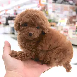 トイ・プードル