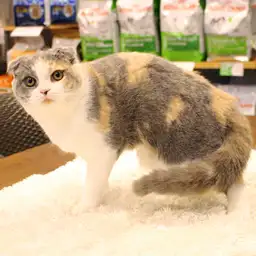 スコティッシュフォールド