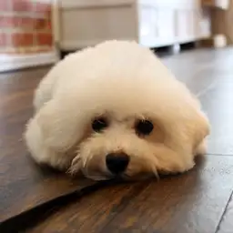 ビションフリーゼ