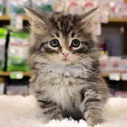 ノルウェージャンフォレストキャット