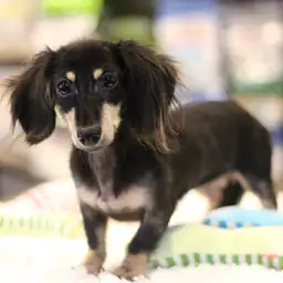 ミニチュア・ダックスフント