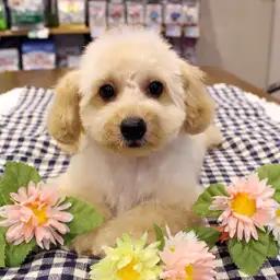 トイ・プードル