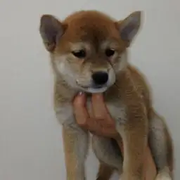 柴犬