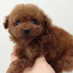 トイ・プードル