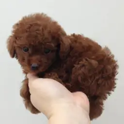 トイ・プードル