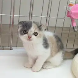 スコティッシュフォールド