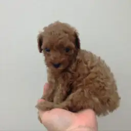トイ・プードル