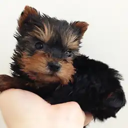 ヨークシャーテリア