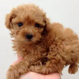 トイ・プードル