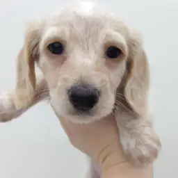 ミニチュア・ダックスフント