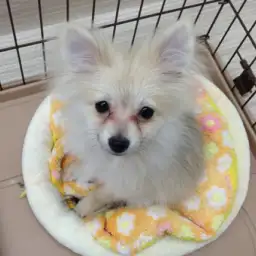 ポメラニアン