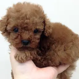 トイ・プードル