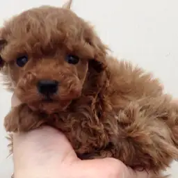 トイ・プードル