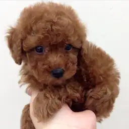 トイ・プードル