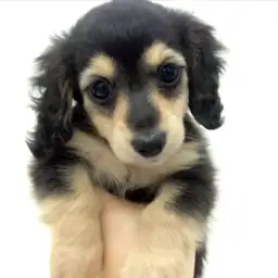 ミニチュア・ダックスフント