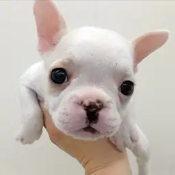 フレンチブルドッグ