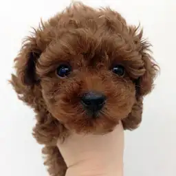 トイ・プードル