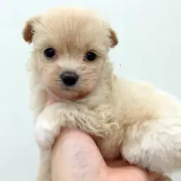 MIX（ポメラニアン×トイプードル）