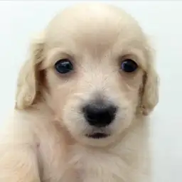 カニンヘン・ダックスフント