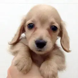 カニンヘン・ダックスフント