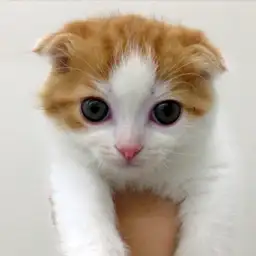 スコティッシュフォールド