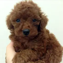 トイ・プードル