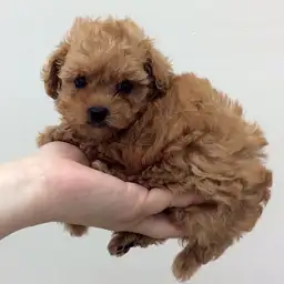 トイ・プードル