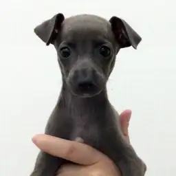 イタリアングレーハウンド