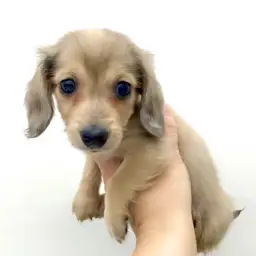 ミニチュア・ダックスフント