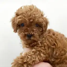 トイ・プードル