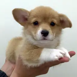 ウェルシュコーギーペンブローク