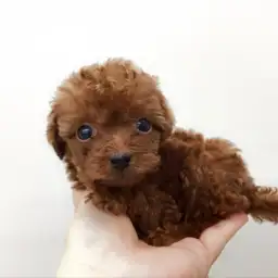 トイ・プードル