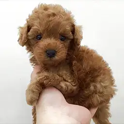 トイ・プードル