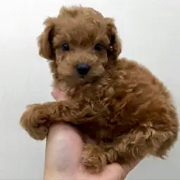 トイ・プードル