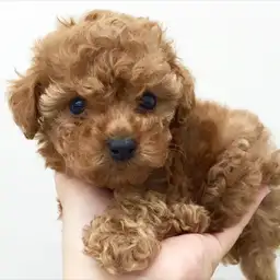 トイ・プードル