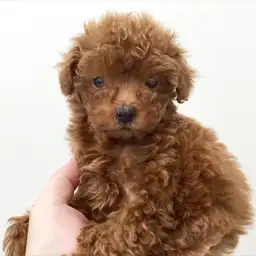 トイ・プードル