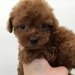 トイ・プードル