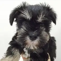 ミニチュア・シュナウザー