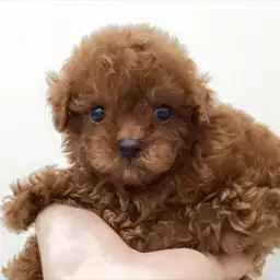 トイ・プードル