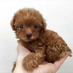 トイ・プードル