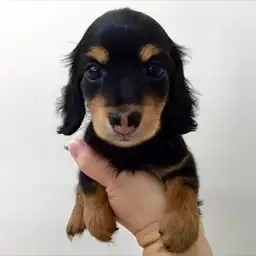 カニンヘン・ダックスフント