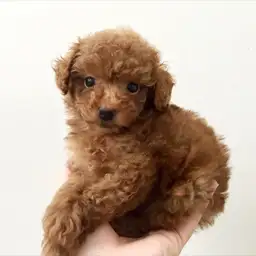 トイ・プードル