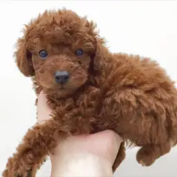 トイ・プードル