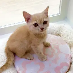 ブリティッシュショートヘア