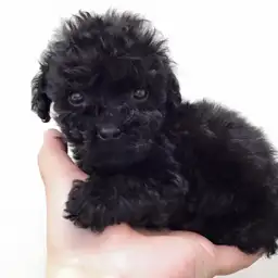 トイ・プードル