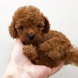 トイ・プードル